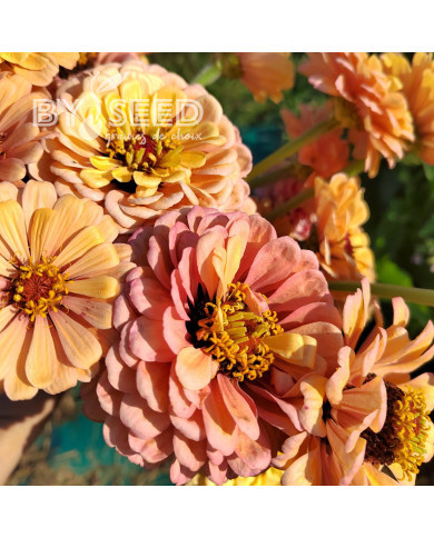 Zinnia à fleur de dahlia Copperlin BIO
