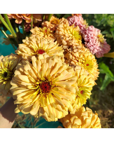 Zinnia à fleur de dahlia Copperlin BIO