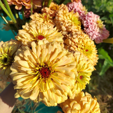 Zinnia à fleur de dahlia Copperlin BIO