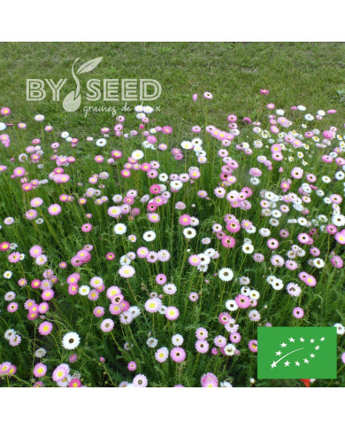 Acroclinium (Helipterum) Sensation Giants BIO