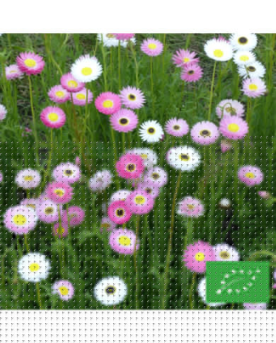 Acroclinium (Helipterum) Sensation Giants BIO