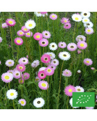 Immortelle à bractées Silver Pink BIO