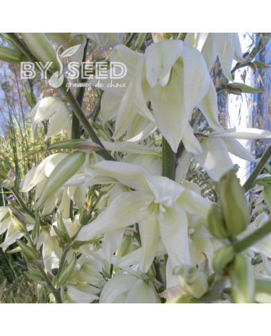 Yucca filamentosa