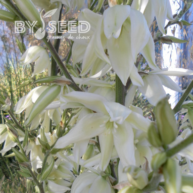 Yucca filamentosa
