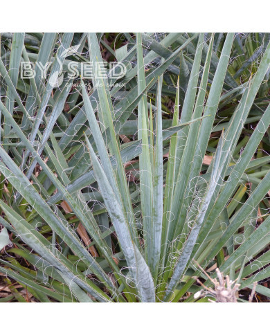 Yucca filamentosa