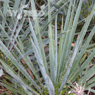 Yucca filamentosa