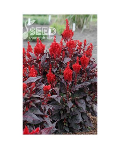 Célosie en épis China Town