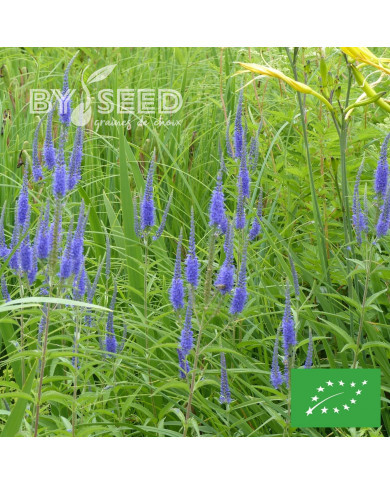 Véronique à longues feuilles Blue Shades BIO