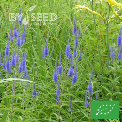 Véronique à longues feuilles Blue Shades BIO