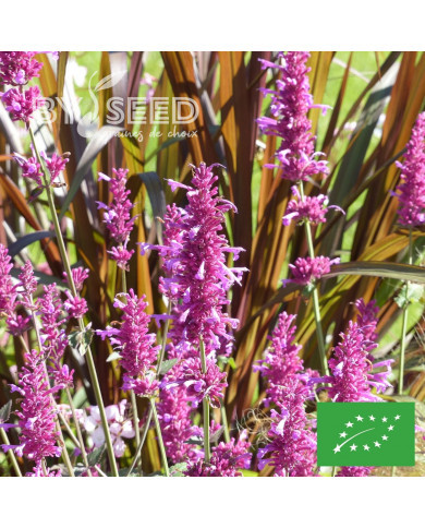 Agastache mexicana Heather Queen BIO