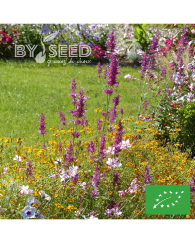 Agastache mexicana Heather Queen BIO