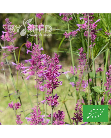 Agastache mexicana Heather Queen BIO