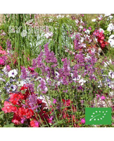 Agastache mexicana Heather Queen BIO