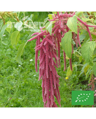 Amarante Queue-de-Renard Red Shades BIO