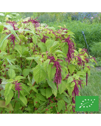 Amarante Queue-de-Renard Red Shades BIO