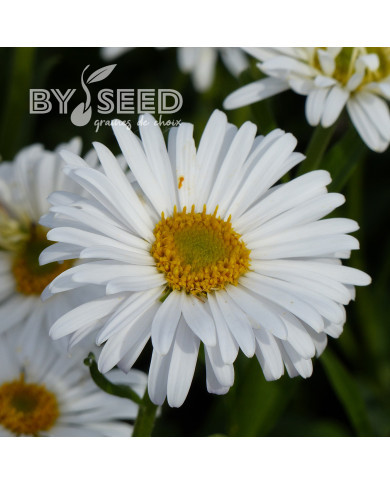Aster des Alpes White Beauty