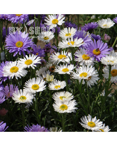 Aster des Alpes White Beauty