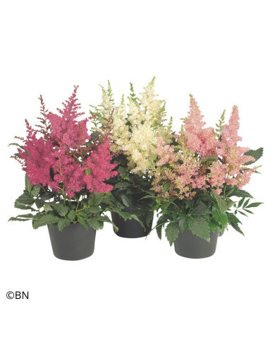 Astilbe Astary® Mix (graines enrobées)
