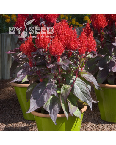 Célosie en épis China Town