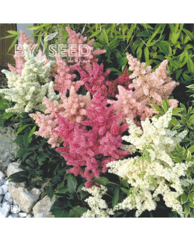 Astilbe Astary® Mix (graines enrobées)
