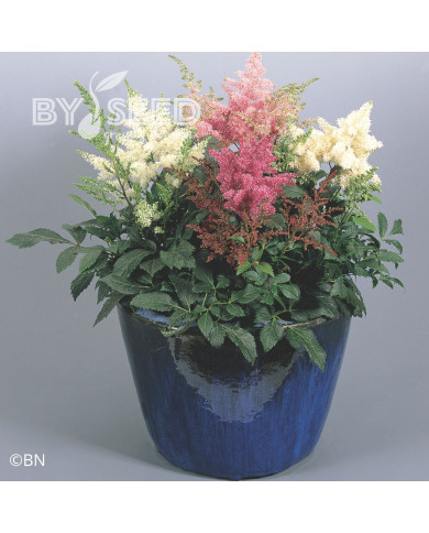 Astilbe Astary® Mix (graines enrobées)