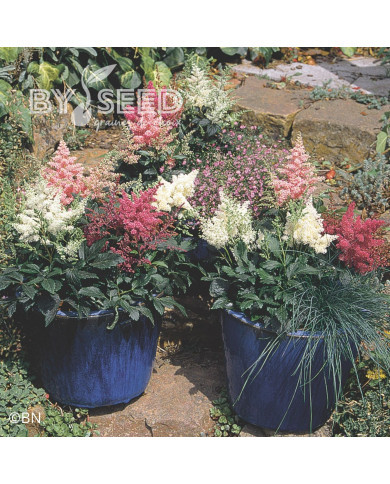 Astilbe Astary® Mix (graines enrobées)