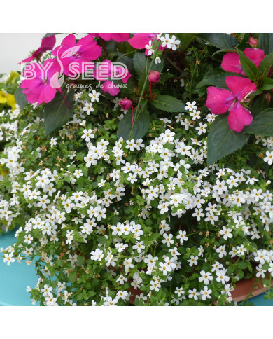 Bacopa Snowtopia® (Sutera) (graines enrobées)