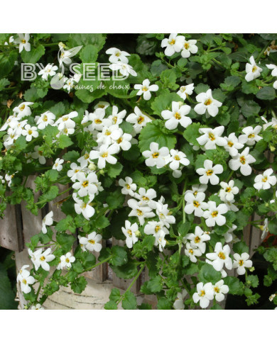 Bacopa Snowtopia® (Sutera) (graines enrobées)