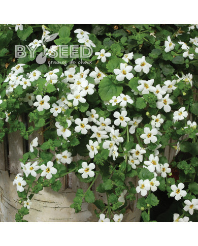 Bacopa Snowtopia® (Sutera) (graines enrobées)