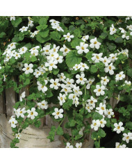 Strelitzia reginae Oiseau de Paradis