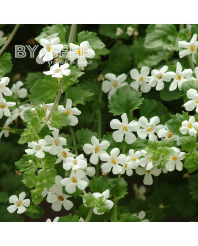 Bacopa Snowtopia® (Sutera) (graines enrobées)