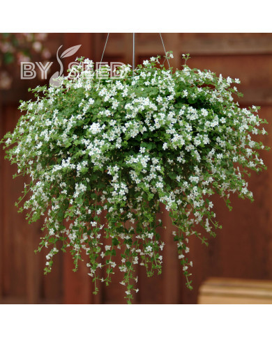Bacopa Snowtopia® (Sutera) (graines enrobées)