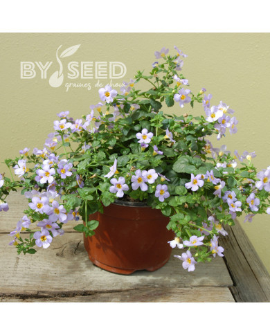Bacopa Blutopia® (Sutera) (graines enrobées)
