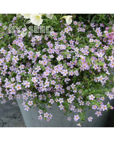 Bacopa Blutopia® (Sutera) (graines enrobées)