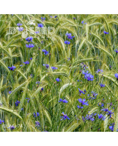 Centaurée barbeau - Bleuet sauvage