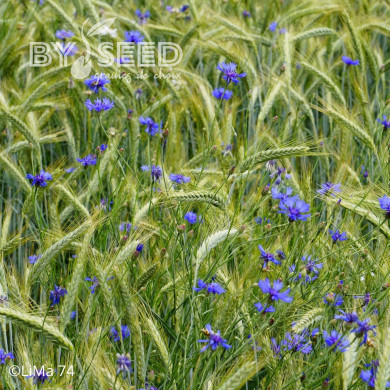 Centaurée barbeau - Bleuet sauvage