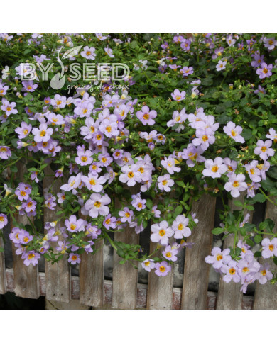 Bacopa Blutopia® (Sutera) (graines enrobées)