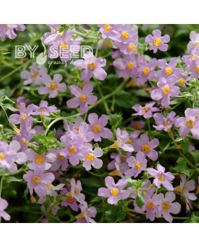 Bacopa Blutopia® (Sutera) (graines enrobées)
