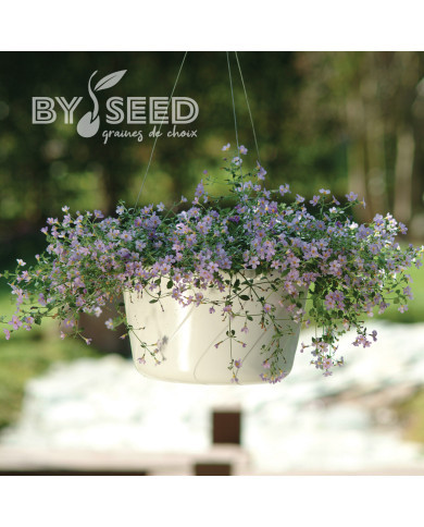 Bacopa Blutopia® (Sutera) (graines enrobées)