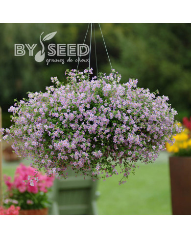 Bacopa Blutopia® (Sutera) (graines enrobées)