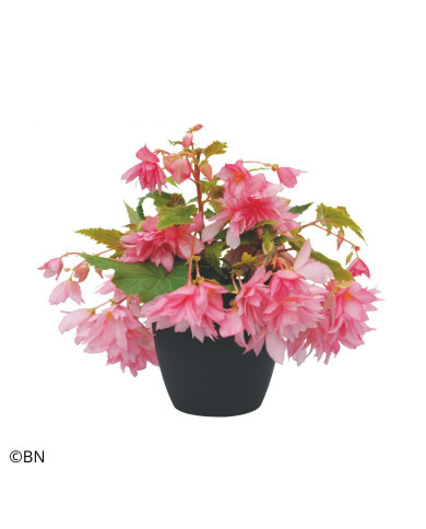 Bégonia retombant Funky Light Pink F1 (graines enrobées)