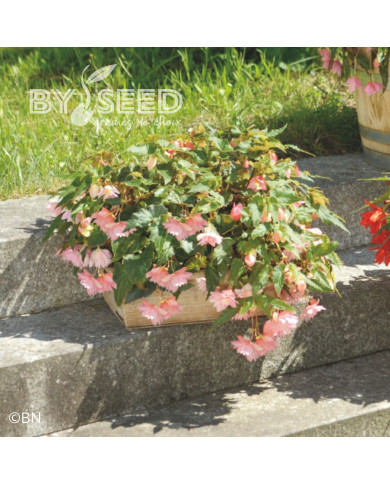 Bégonia retombant Funky Light Pink F1 (graines enrobées)