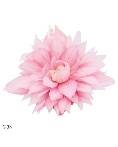 Bégonia retombant Funky Light Pink F1 (graines enrobées)