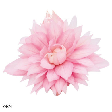 Bégonia retombant Funky Light Pink F1 (graines enrobées)