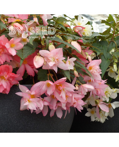 Bégonia retombant Funky Light Pink F1 (graines enrobées)