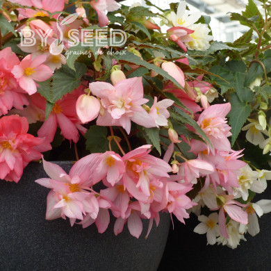 Bégonia retombant Funky Light Pink F1 (graines enrobées)