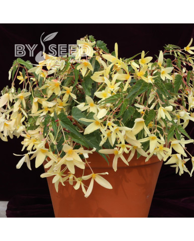 Bégonia de Bolivie Copacabana F1 Yellow (graines enrobées)