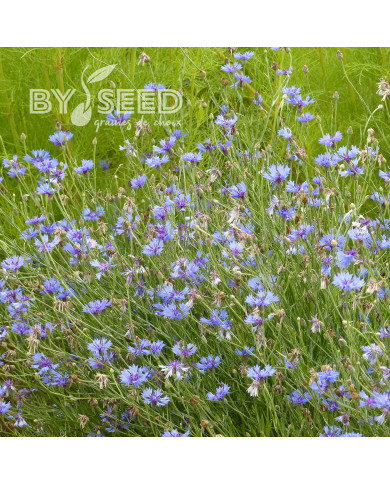 Centaurée barbeau - Bleuet sauvage