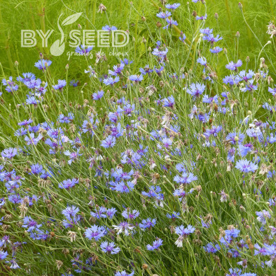 Centaurée barbeau - Bleuet sauvage