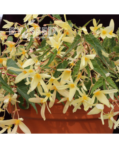 Bégonia de Bolivie Copacabana F1 Yellow (graines enrobées)